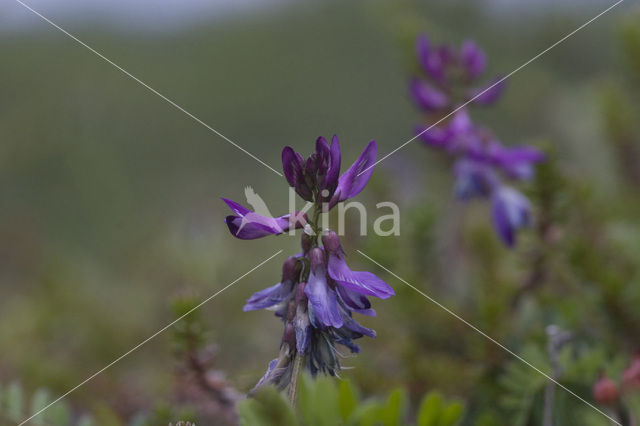 Northern Milkvetch (Oxytropis lapponica)