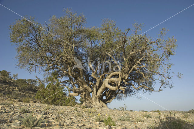 Olive (Olea europaea)