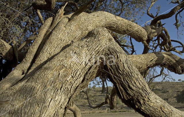 Olive (Olea europaea)