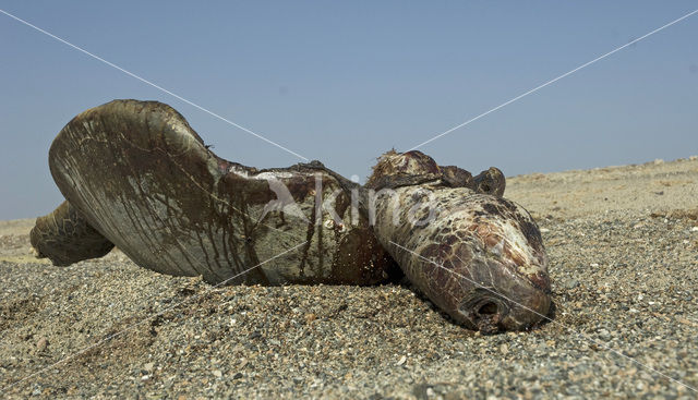 Loggerhead Turtle (Caretta caretta)