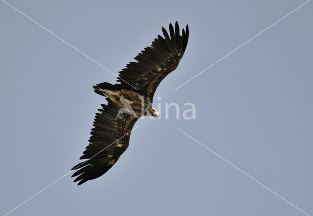 Lappet-faced Vulture (Torgos tracheliotos)