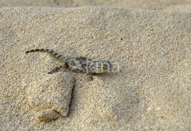 East Canary Gecko (Tarentola angustimentalis)