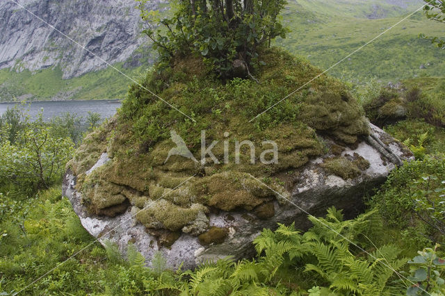 Yellow-green Lowland Reindeer Lichen (Cladina portentosa)