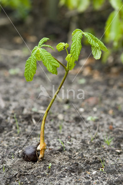 Horse-chestnut (Aesculus hippocastanum)