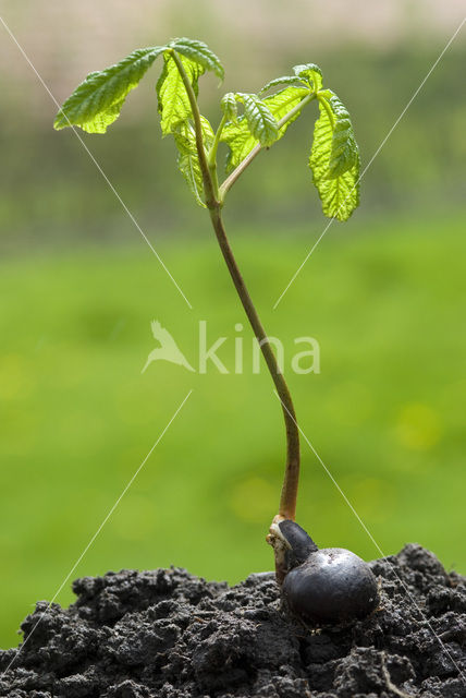 Paardenkastanje (Aesculus hippocastanum)