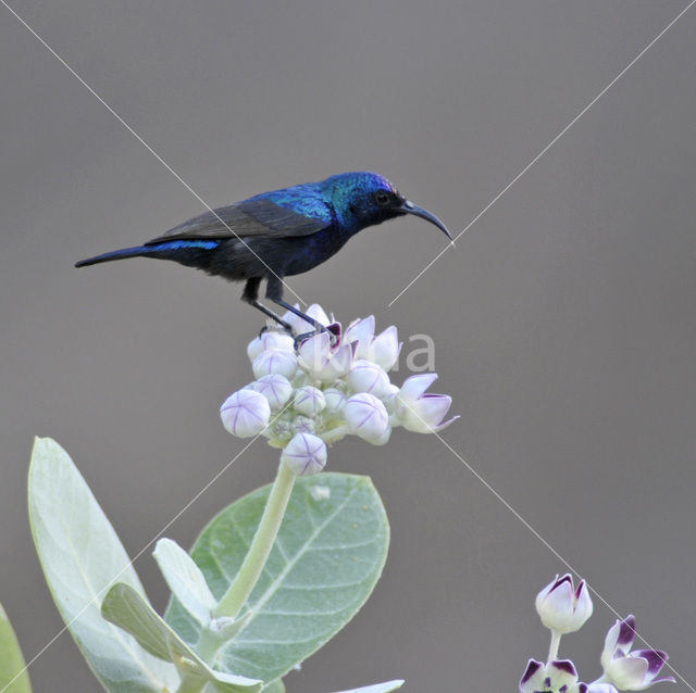 Palestijnse Honingzuiger (Nectarinia osea)