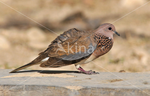 Laughing Dove (Stigmatopelia senegalensis)