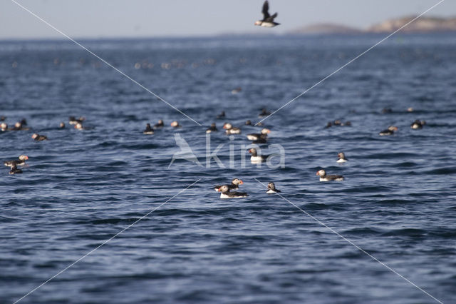 Atlantic Puffin (Fratercula arctica)