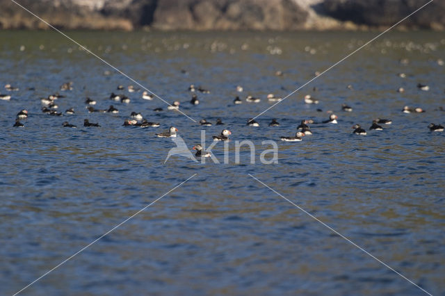 Atlantic Puffin (Fratercula arctica)