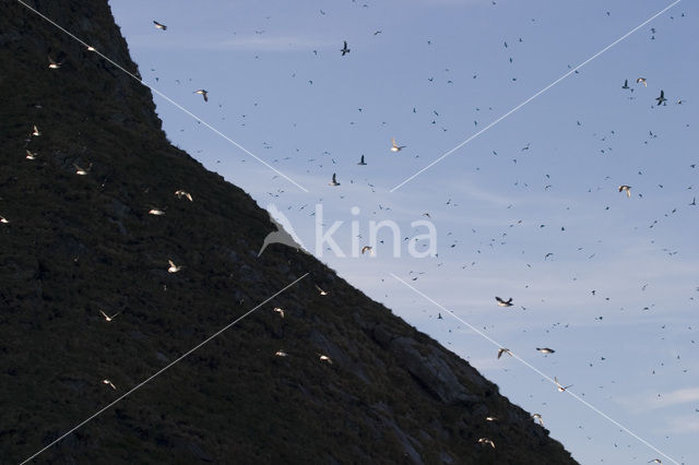 Atlantic Puffin (Fratercula arctica)