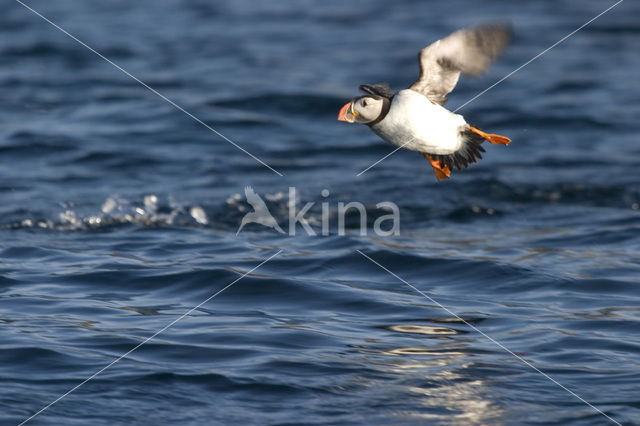 Atlantic Puffin (Fratercula arctica)