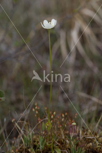 Northern Grass-of-parnassus (Parnassia palustris)