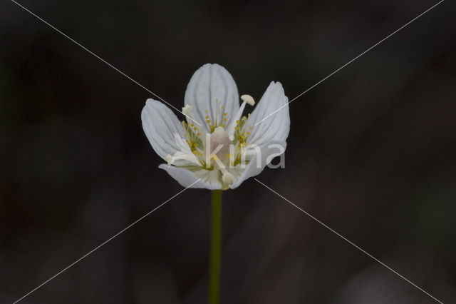 Parnassia (Parnassia palustris)