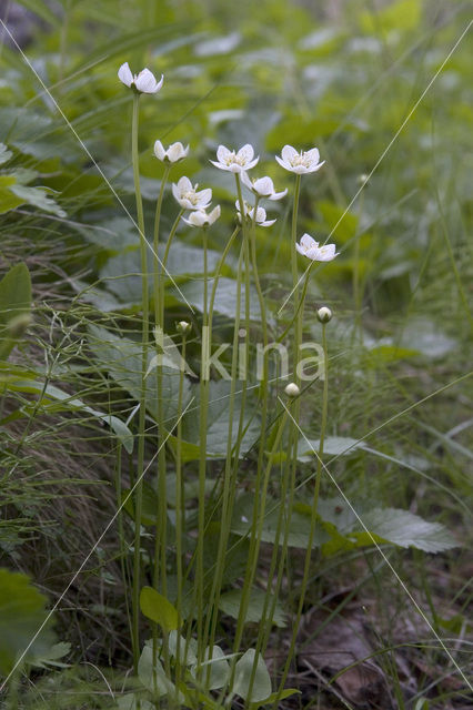 Parnassia (Parnassia palustris)