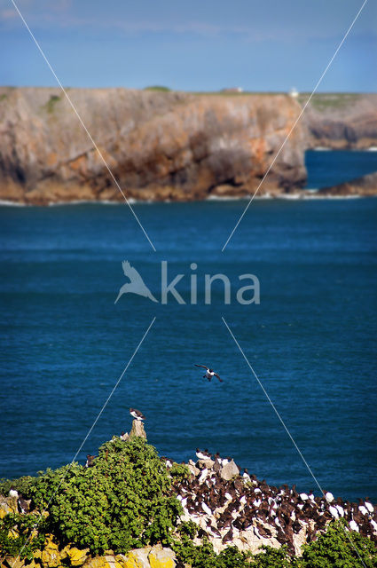 Pembrokeshire Coast National Park