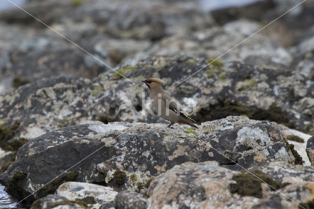 Pestvogel (Bombycilla garrulus)