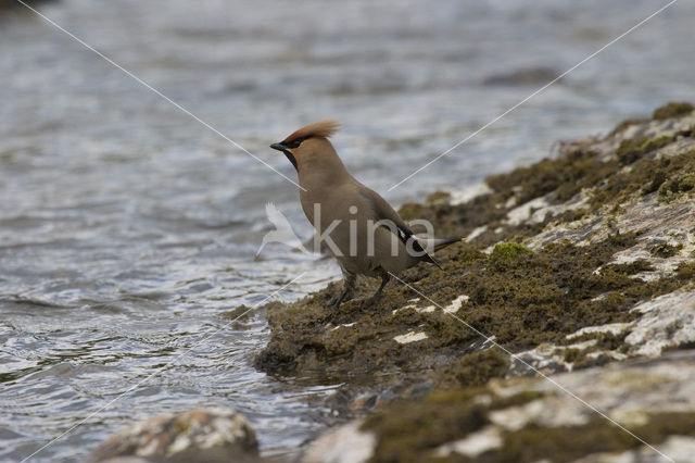 Bohemian Waxwing (Bombycilla garrulus)