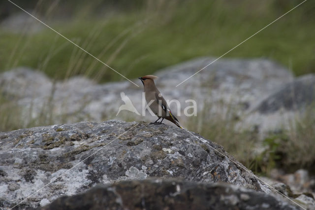 Bohemian Waxwing (Bombycilla garrulus)