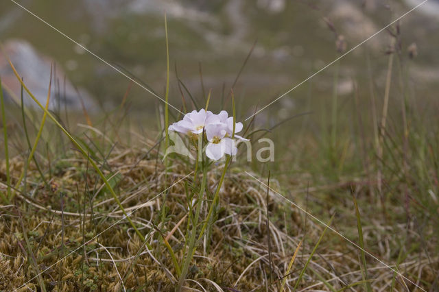 Pinksterbloem (Cardamine pratensis var angustifolia)