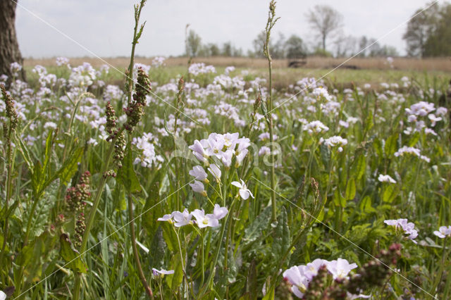 Pinksterbloem (Cardamine pratensis)