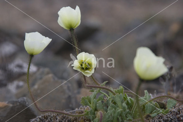 Svalbard Poppy (Papaver dahlianum)