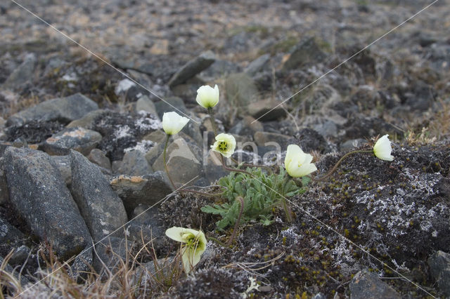 Poolpapaver (Papaver dahlianum)