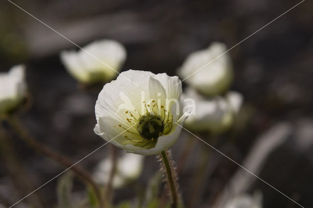 Svalbard Poppy (Papaver dahlianum)