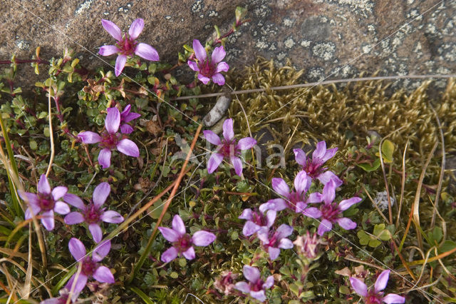 pygmy saxifrage (Saxifraga hyperborea)