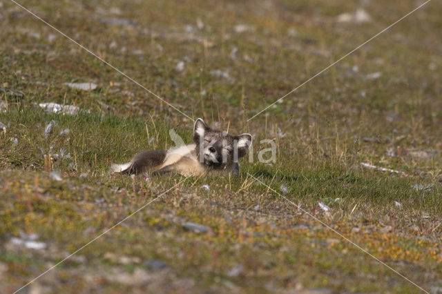 Arctic fox (Alopex lagopus)