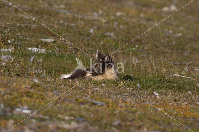 Arctic fox (Alopex lagopus)