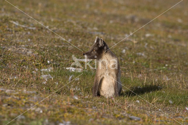 Arctic fox (Alopex lagopus)