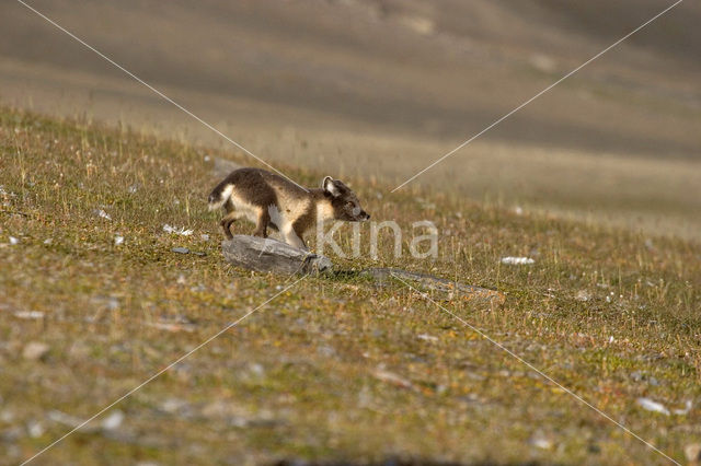 Arctic fox (Alopex lagopus)