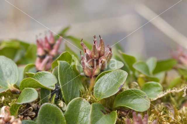 polar willow (Salix polaris)