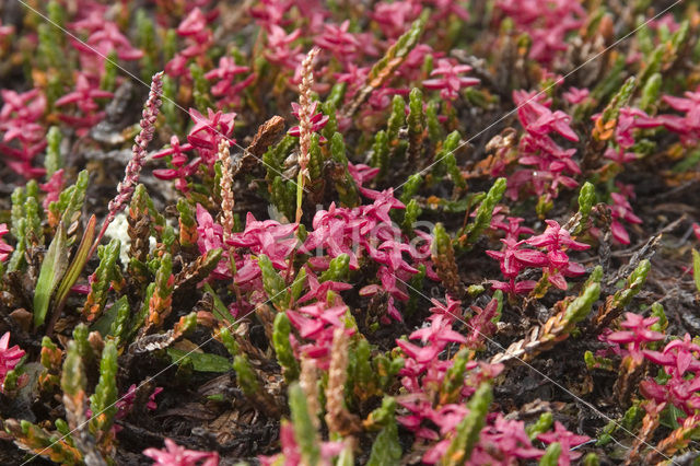 Poolwilg (Salix polaris)