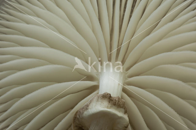 Porcelain fungus (Oudemansiella mucida)