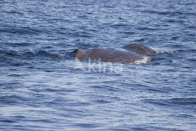 Potvis (Physeter macrocephalus)