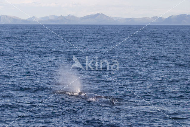 Potvis (Physeter macrocephalus)