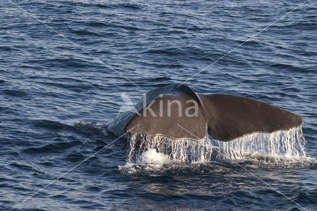 Potvis (Physeter macrocephalus)