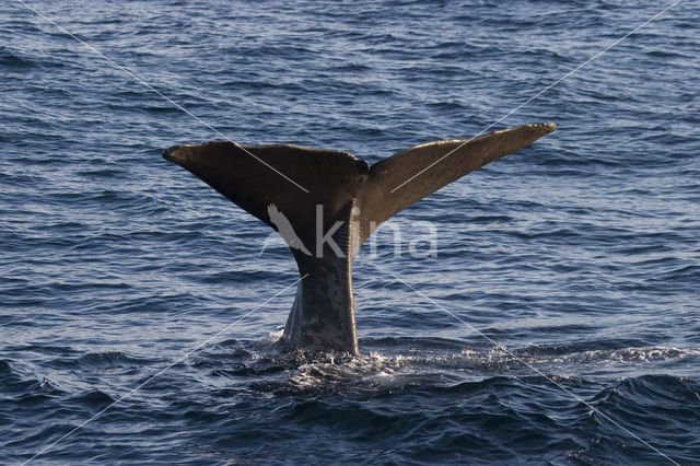 Potvis (Physeter macrocephalus)