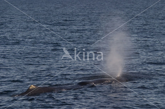 Potvis (Physeter macrocephalus)