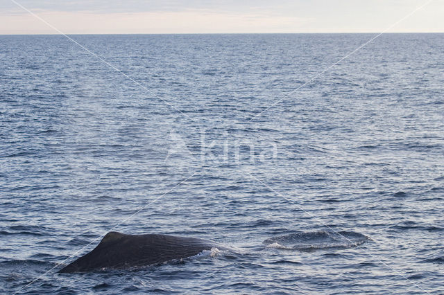 Potvis (Physeter macrocephalus)