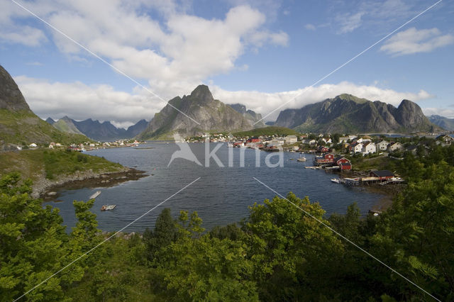 Reine