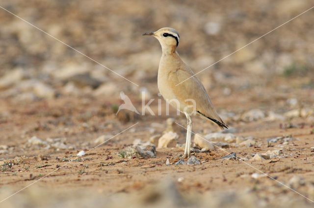 Renvogel (Cursorius cursor)