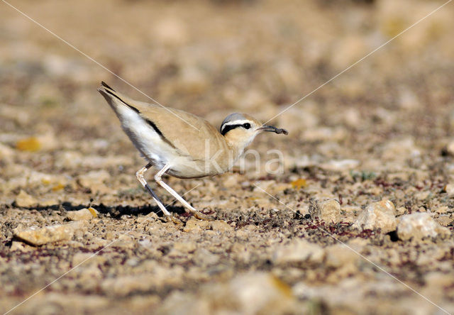 Cream-coloured courser (Cursorius cursor)