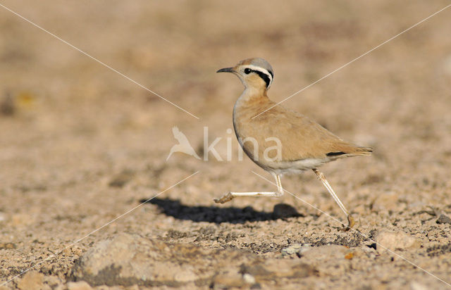 Cream-coloured courser (Cursorius cursor)