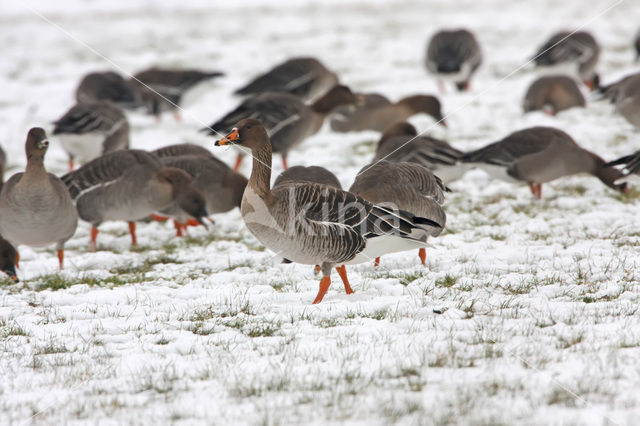Taiga Bean Goose (Anser fabalis fabalis)
