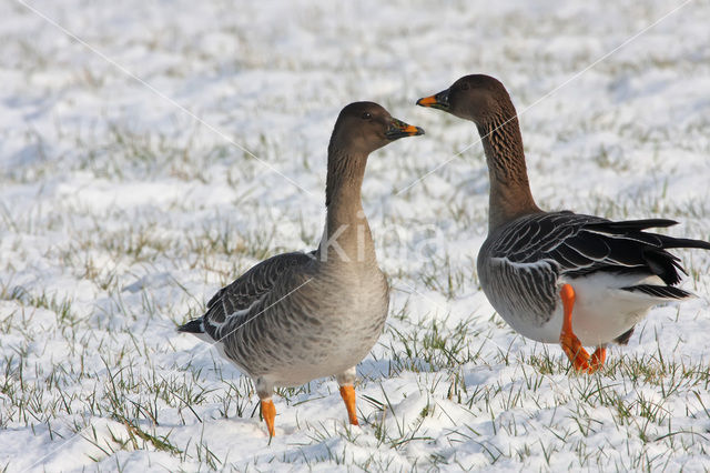 Taiga Bean Goose (Anser fabalis fabalis)