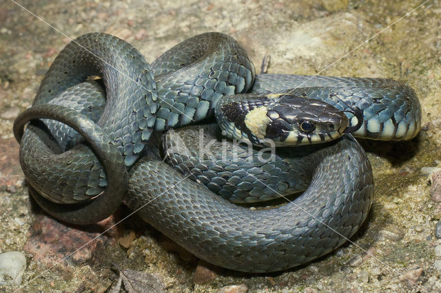 Grass Snake (Natrix natrix)