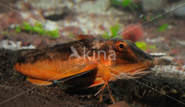 Rode Poon (Chelidonichthys lucerna)