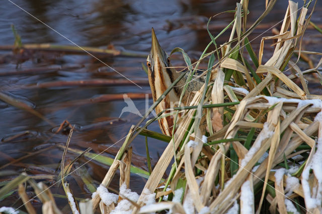 Bittern (Botaurus stellaris)